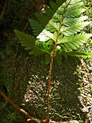 Davallia repens(Davallia repens)