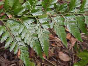 giant hare's foot fern(Davallia solida)