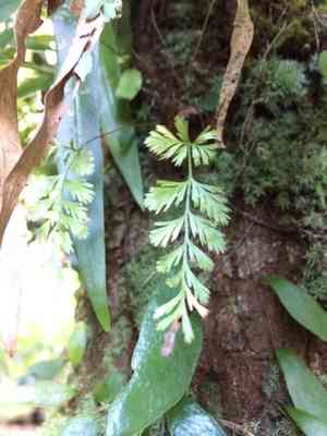 giant hare's foot fern(Davallia solida)