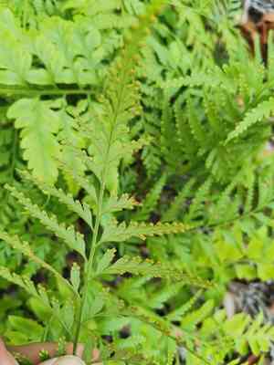giant hare's foot fern(Davallia solida)