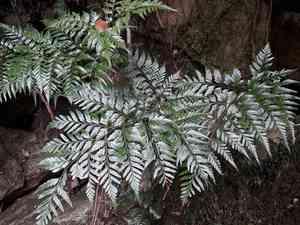 giant hare's foot fern(Davallia solida)