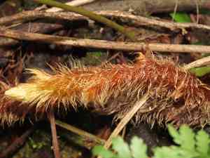Black rabbit's foot fern(Davallia trichomanoides)