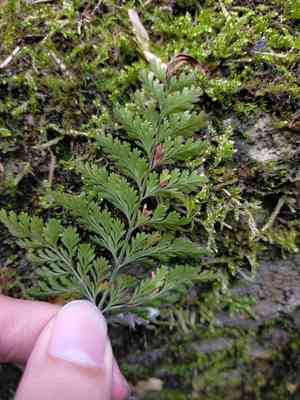 Black rabbit's foot fern(Davallia trichomanoides)