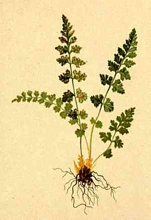Black rabbit's foot fern(Davallia trichomanoides)