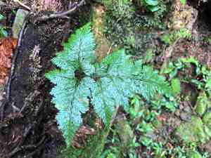 Black rabbit's foot fern(Davallia trichomanoides)