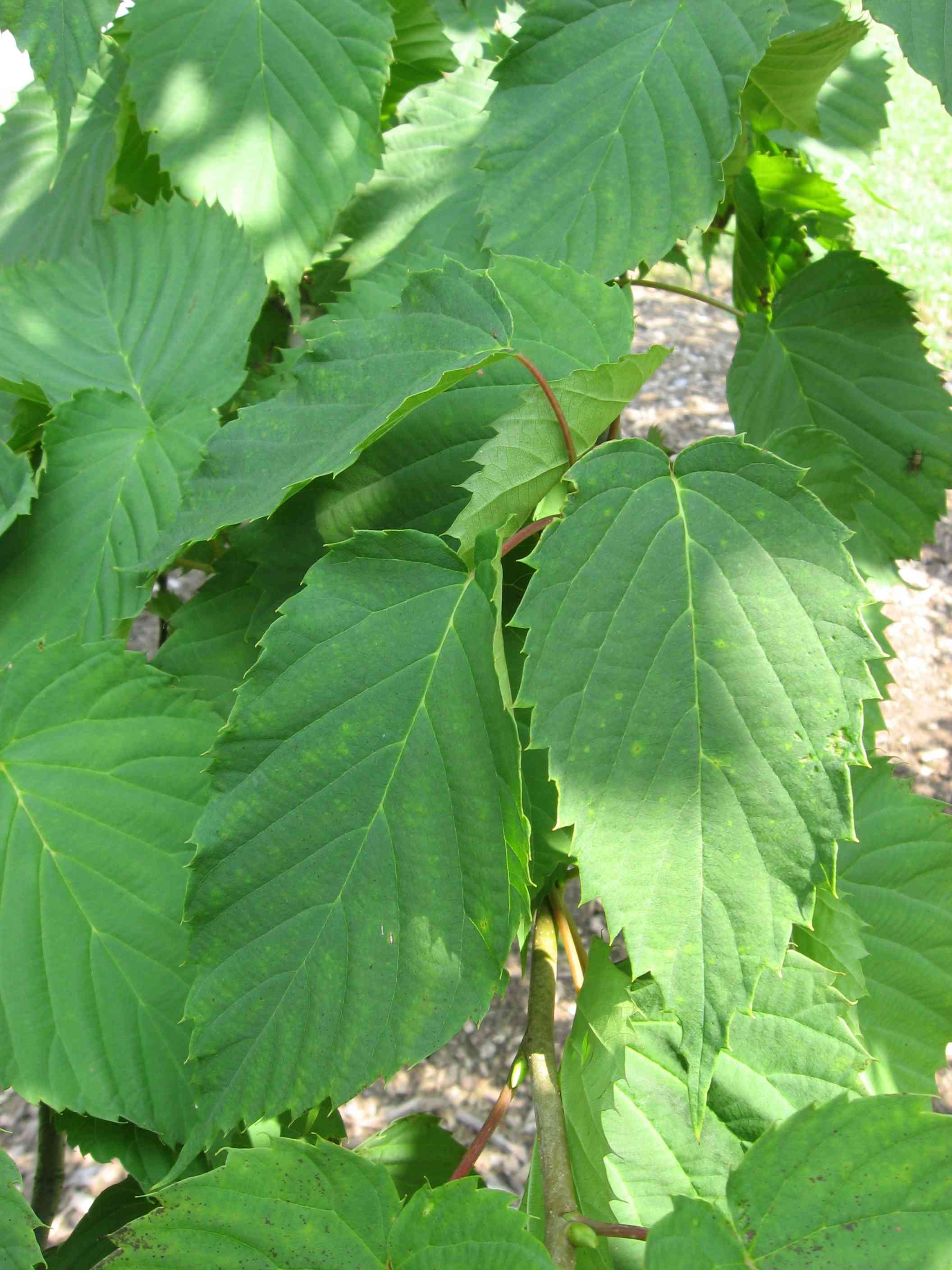 Ghost tree(Davidia involucrata)