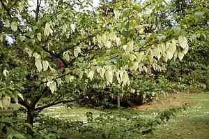 Ghost tree(Davidia involucrata)