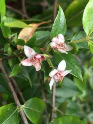 Silky myrtle(Decaspermum parviflorum)