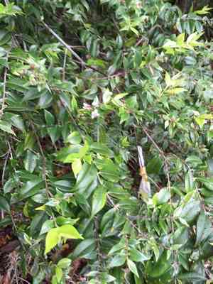 Silky myrtle(Decaspermum parviflorum)