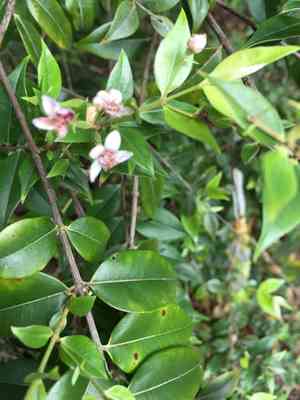 Silky myrtle(Decaspermum parviflorum)