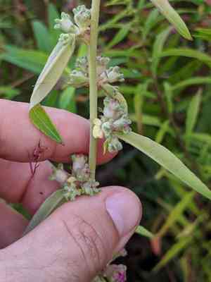Swamp loosestrife(Decodon verticillatus)
