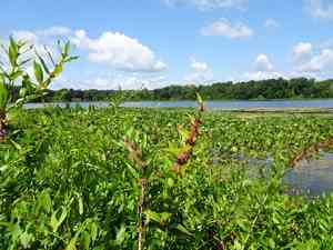 Swamp loosestrife(Decodon verticillatus)