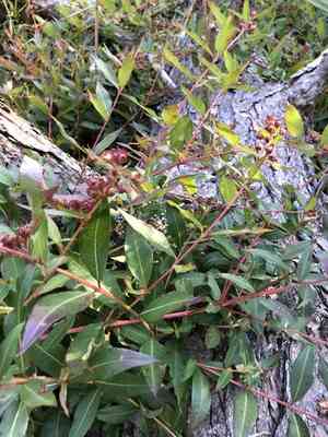 Swamp loosestrife(Decodon verticillatus)