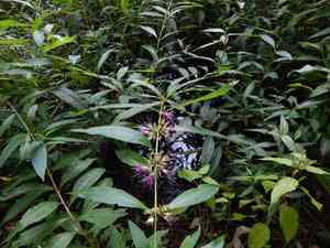 Swamp loosestrife(Decodon verticillatus)