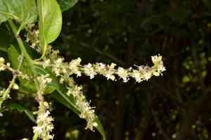 Shrubby deeringia(Deeringia amaranthoides)