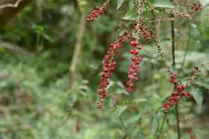 Shrubby deeringia(Deeringia amaranthoides)