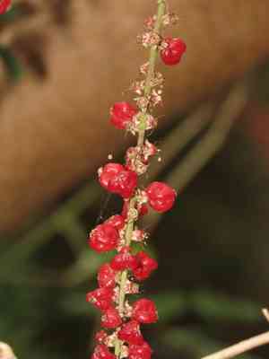 Shrubby deeringia(Deeringia amaranthoides)