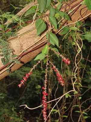 Shrubby deeringia(Deeringia amaranthoides)