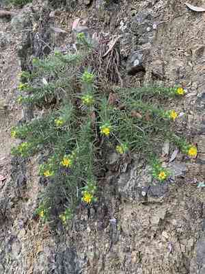 Catalina tarweed(Deinandra clementina)