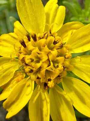 Catalina tarweed(Deinandra clementina)