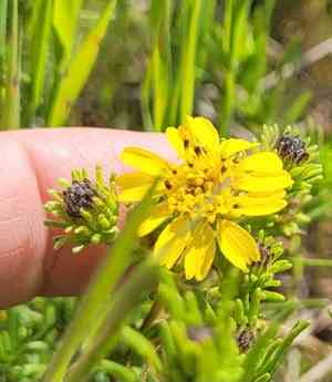 Catalina tarweed(Deinandra clementina)