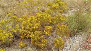 Catalina tarweed(Deinandra clementina)