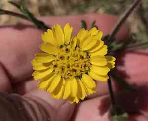 Coastal tarweed(Deinandra corymbosa)