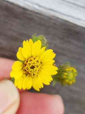 Coastal tarweed(Deinandra corymbosa)