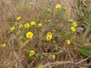 Coastal tarweed(Deinandra corymbosa)
