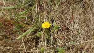 Coastal tarweed(Deinandra corymbosa)