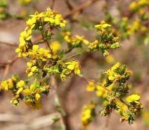 Common tarweed(Deinandra fasciculata)