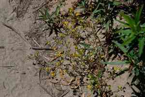 Common tarweed(Deinandra fasciculata)