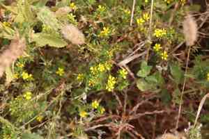 Common tarweed(Deinandra fasciculata)