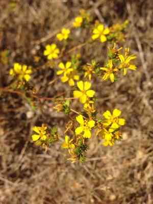 Common tarweed(Deinandra fasciculata)