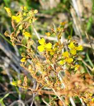Three-ray tarweed(Deinandra lobbii)