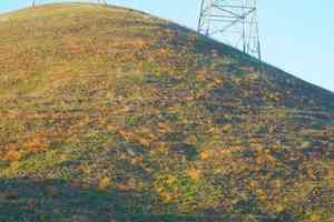 Three-ray tarweed(Deinandra lobbii)