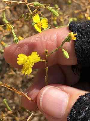 Three-ray tarweed(Deinandra lobbii)
