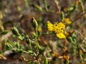 Three-ray tarweed(Deinandra lobbii)