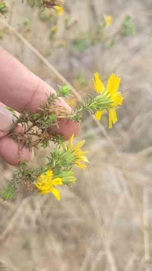 Santa susana tarweed(Deinandra minthornii)