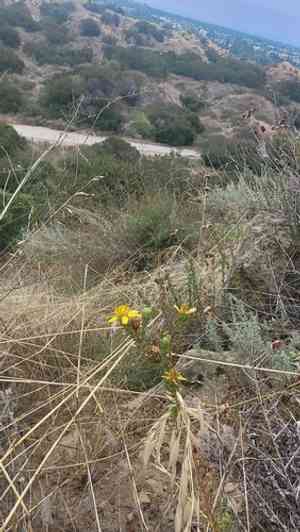 Santa susana tarweed(Deinandra minthornii)