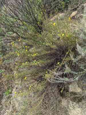 Santa susana tarweed(Deinandra minthornii)