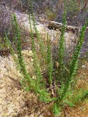 Santa susana tarweed(Deinandra minthornii)