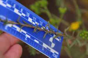 San diego tarweed(Deinandra paniculata)