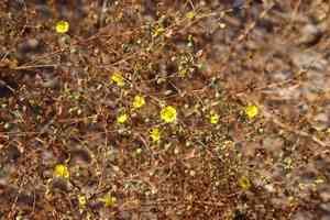 San diego tarweed(Deinandra paniculata)