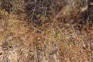 San diego tarweed(Deinandra paniculata)