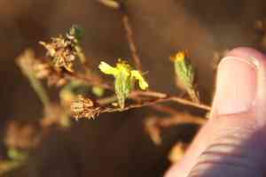 San diego tarweed(Deinandra paniculata)
