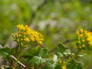 Cape ivy(Delairea odorata)