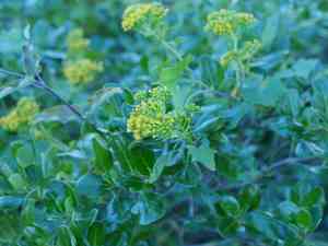 Cape ivy(Delairea odorata)