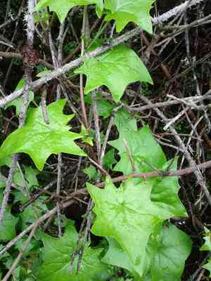 Cape ivy(Delairea odorata)