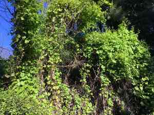 Cape ivy(Delairea odorata)